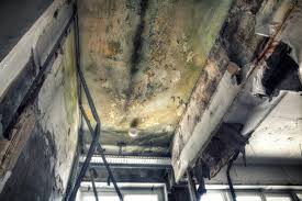 Best Environmental Consulting for Mold Prevention  in White Oak, TX